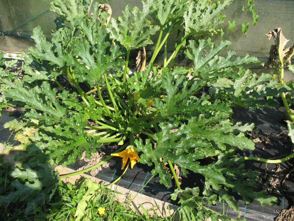 Bioagriturismo Vegan Campo Di Cielo Cesiomaggiore 外观 照片